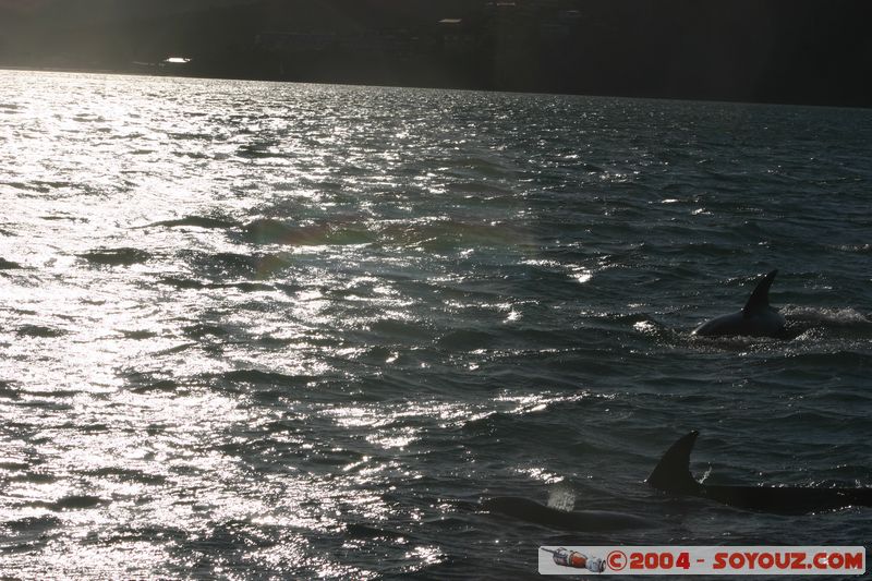 Bay of Islands - bottlenose dolphins
Mots-clés: New Zealand North Island animals Dauphin