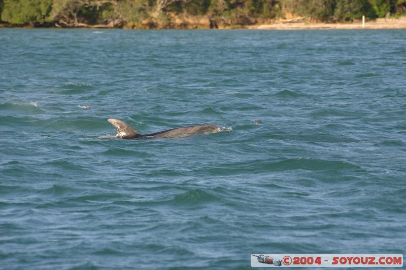 Bay of Islands - bottlenose dolphins
Mots-clés: New Zealand North Island animals Dauphin