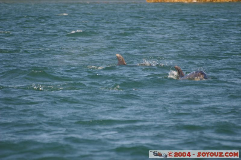 Bay of Islands - bottlenose dolphins
Mots-clés: New Zealand North Island animals Dauphin
