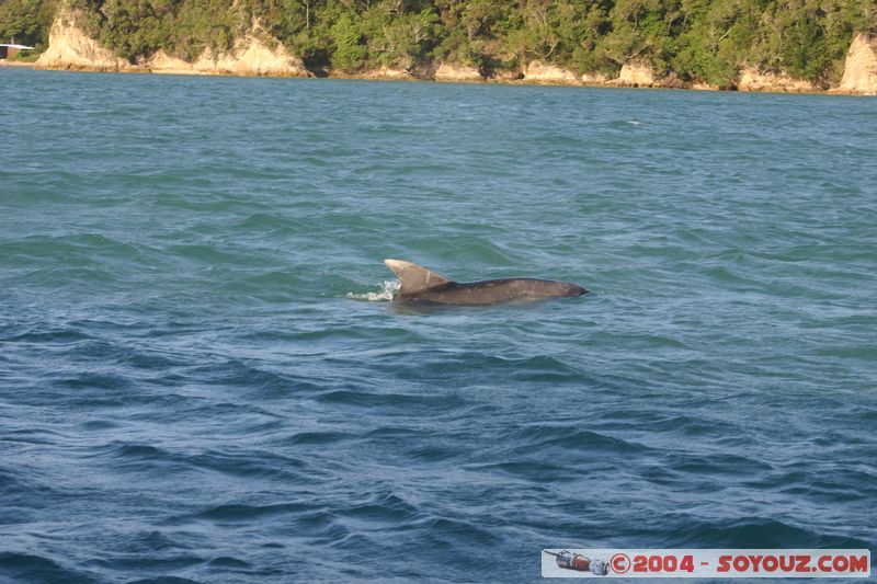 Bay of Islands - bottlenose dolphins
Mots-clés: New Zealand North Island animals Dauphin
