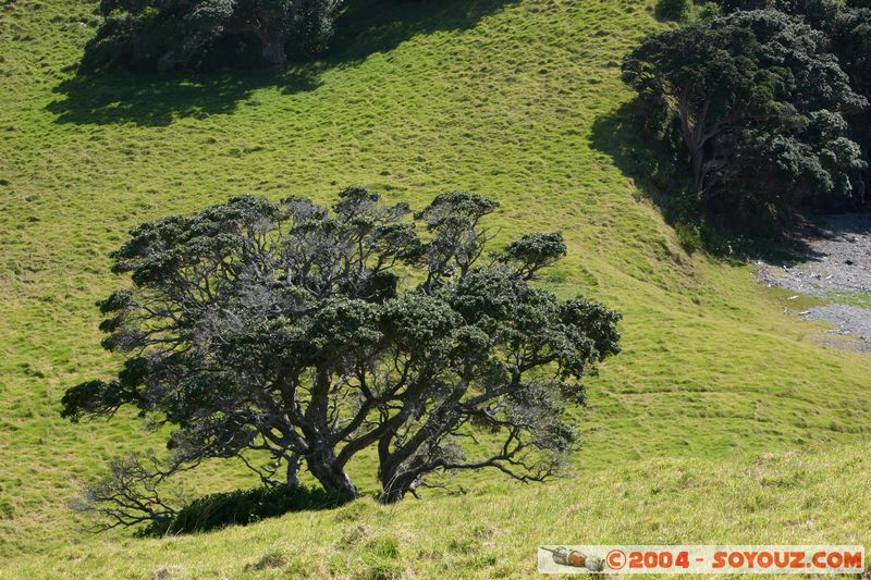 Bay of Islands - Waewaetoria Island
Mots-clés: New Zealand North Island Arbres