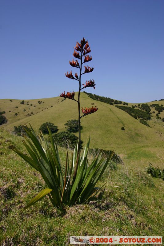 Bay of Islands - Waewaetoria Island
Mots-clés: New Zealand North Island plante fleur