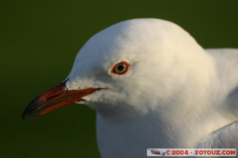 Rotorua - Lakefront - Seagull
Mots-clés: New Zealand North Island animals oiseau Mouette