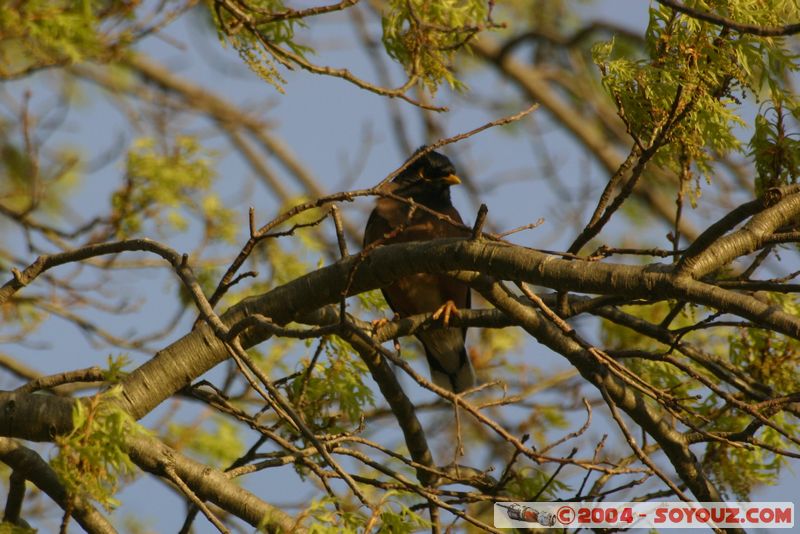Rotorua - Lakefront - Bird
Mots-clés: New Zealand North Island animals oiseau