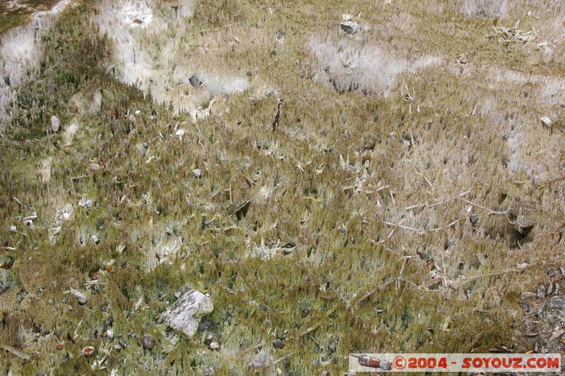 Whakarewarewa Village - Geothermal Area
Mots-clés: New Zealand North Island maori Thermes geyser