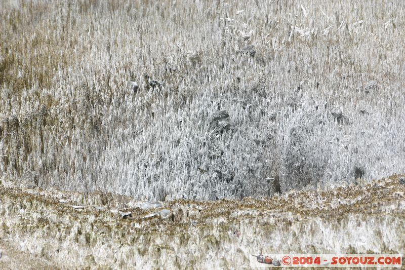 Whakarewarewa Village - Geothermal Area
Mots-clés: New Zealand North Island maori Thermes geyser