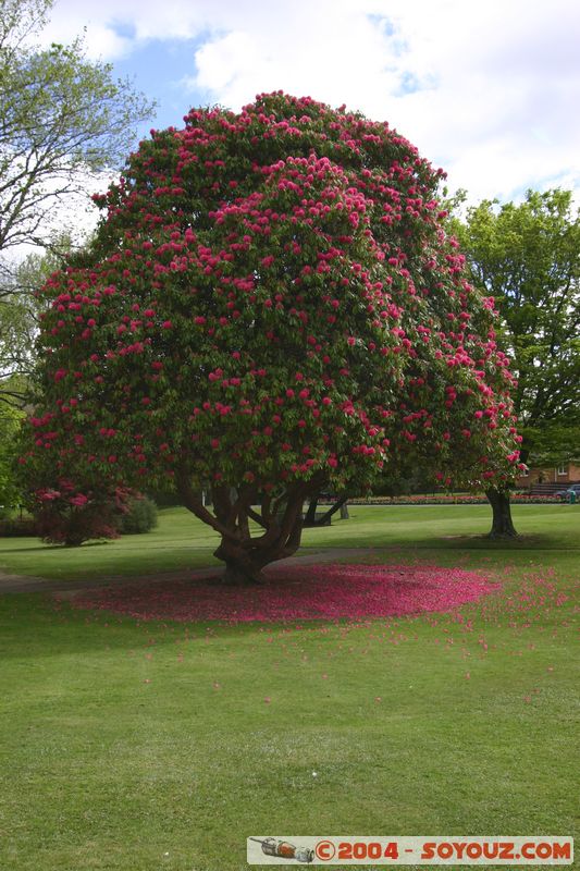 Rotorua - Kuirau Park - Flower
Mots-clés: New Zealand North Island fleur