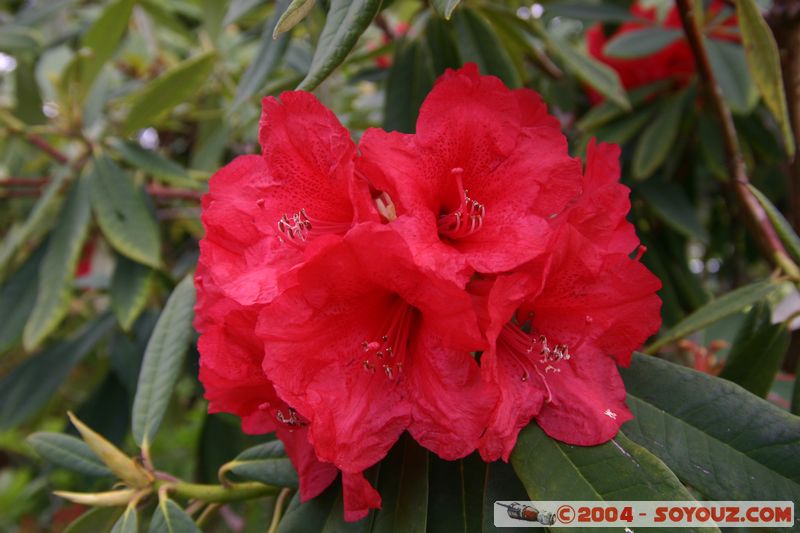 Rotorua - Kuirau Park - Flower
Mots-clés: New Zealand North Island fleur