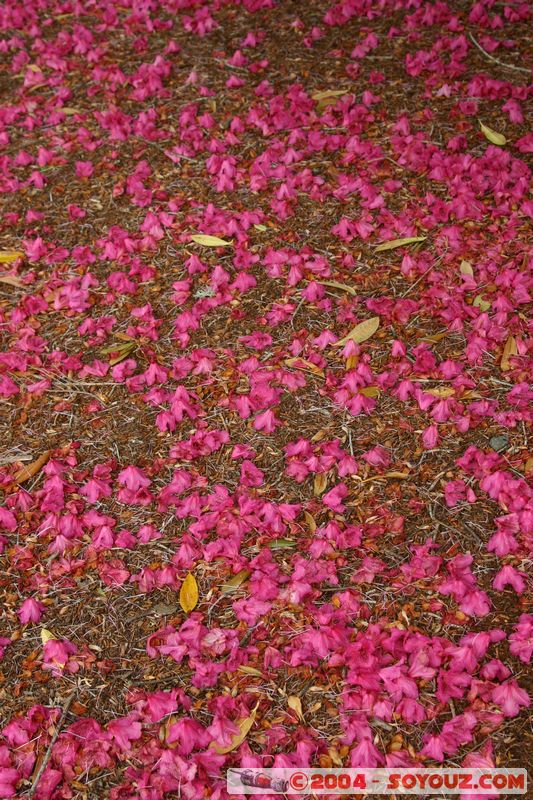 Rotorua - Kuirau Park - Flower
Mots-clés: New Zealand North Island fleur