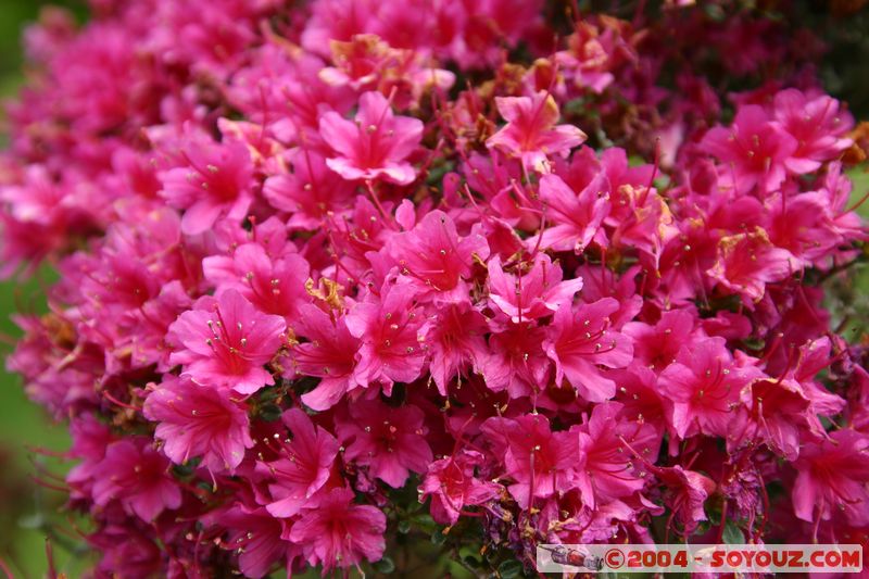 Rotorua - Kuirau Park - Flower
Mots-clés: New Zealand North Island fleur