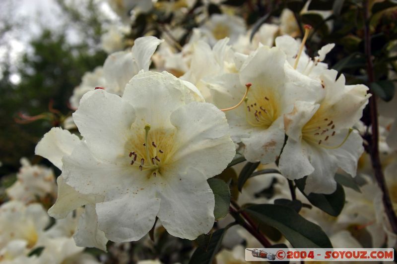 Rotorua - Kuirau Park - Flower
