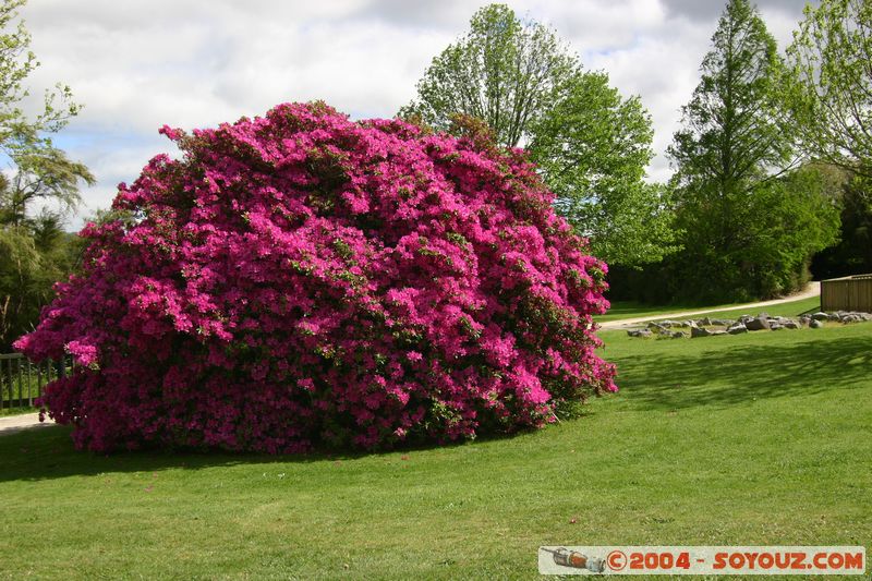 Rotorua - Kuirau Park - Flower
Mots-clés: New Zealand North Island fleur