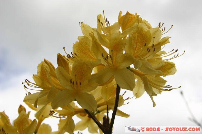 Rotorua - Kuirau Park - Flower
Mots-clés: New Zealand North Island fleur