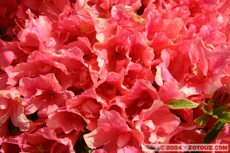 Rotorua - Kuirau Park - Flower
Mots-clés: New Zealand North Island fleur