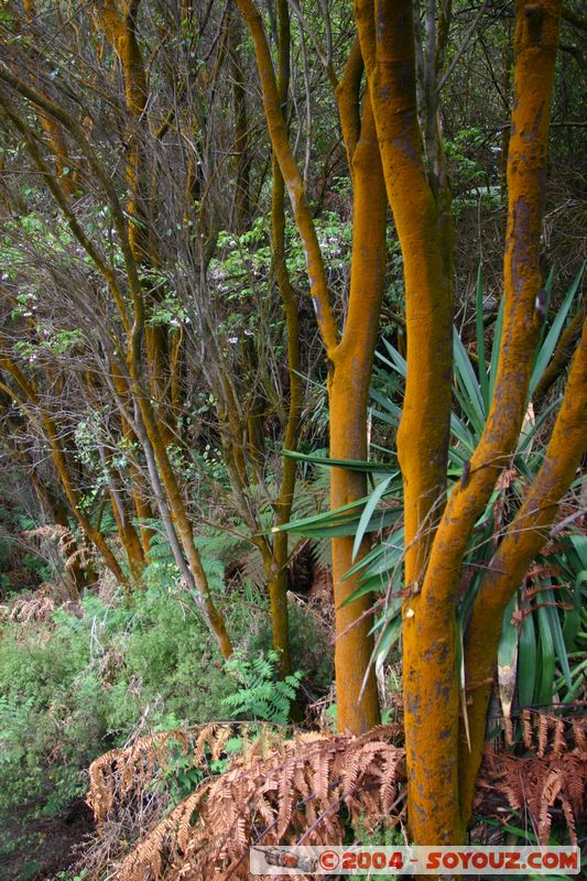 Hell's Gate
Mots-clés: New Zealand North Island
