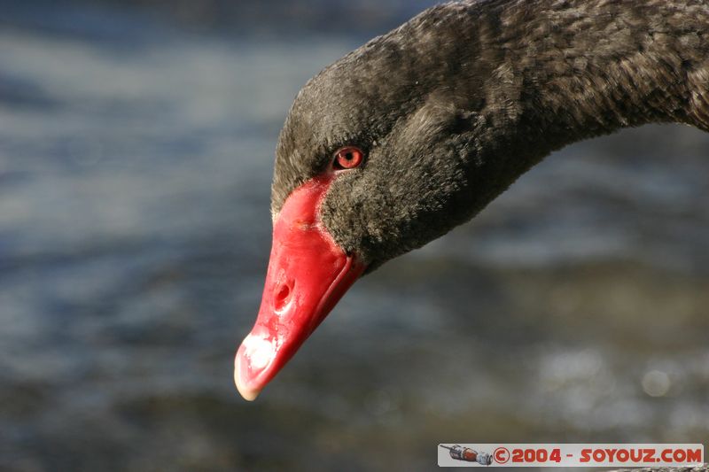 Lake Taupo - New Zealand Black Swan
Mots-clés: New Zealand North Island Lac animals oiseau Cygne