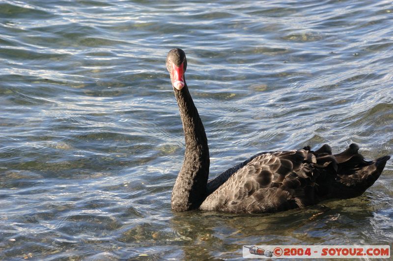 Lake Taupo - New Zealand Black Swan
Mots-clés: New Zealand North Island Lac animals oiseau Cygne