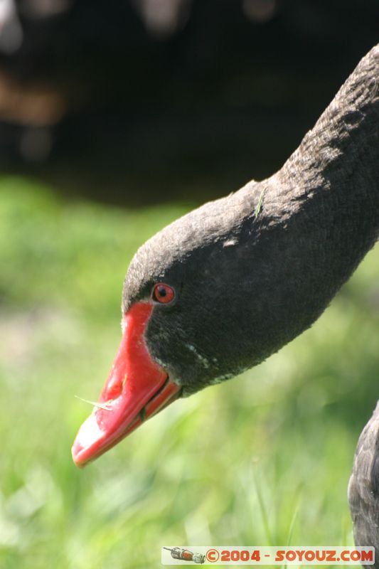 Lake Taupo - New Zealand Black Swan
Mots-clés: New Zealand North Island Lac animals oiseau Cygne