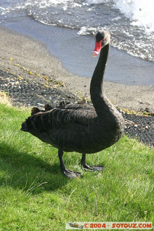 Lake Taupo - New Zealand Black Swan
Mots-clés: New Zealand North Island animals oiseau Cygne