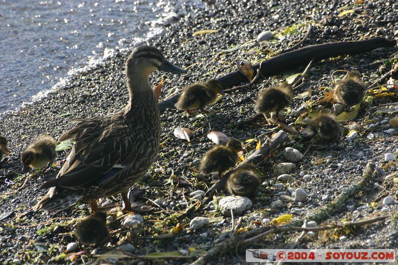 Lake Taupo - Duck and babies
Mots-clés: New Zealand North Island Lac animals oiseau canard