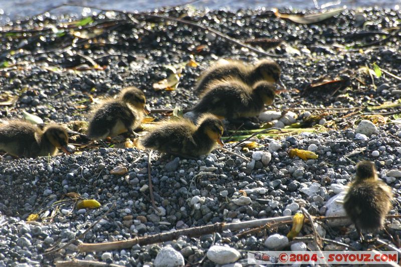 Lake Taupo - Ducklings
Mots-clés: New Zealand North Island Lac animals oiseau canard
