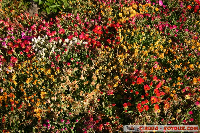 Napier - Flowers
Mots-clés: New Zealand North Island fleur
