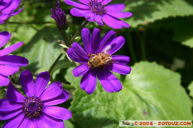 Wellington - Botanic Gardens
Mots-clés: New Zealand North Island fleur
