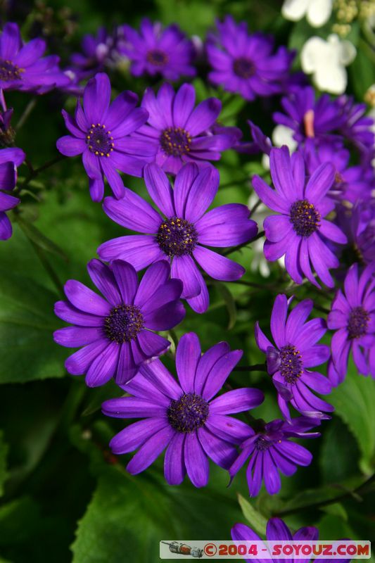 Wellington - Botanic Gardens
Mots-clés: New Zealand North Island fleur
