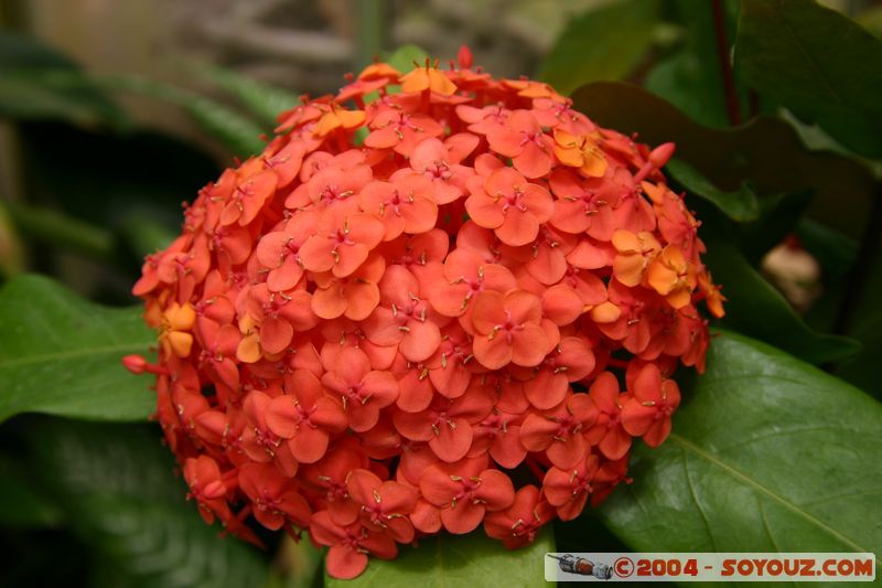 Wellington - Botanic Gardens
Mots-clés: New Zealand North Island fleur