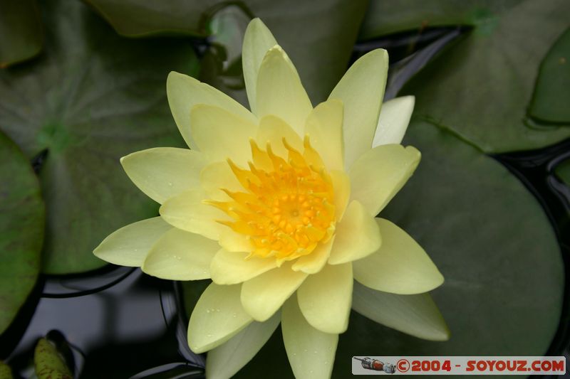 Wellington - Botanic Gardens
Mots-clés: New Zealand North Island fleur