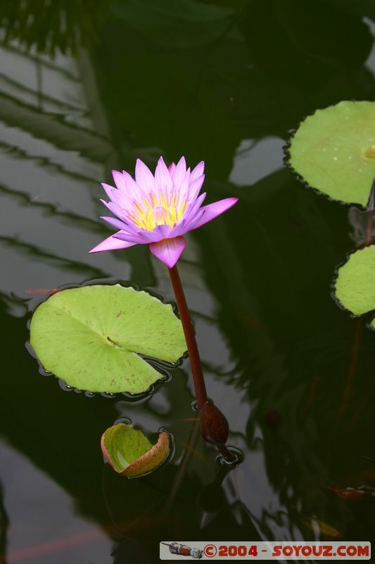 Wellington - Botanic Gardens
Mots-clés: New Zealand North Island fleur