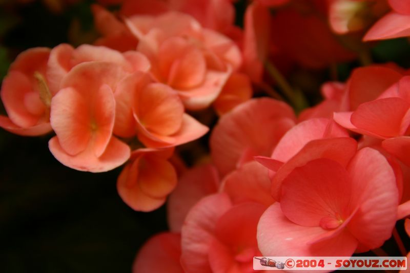 Wellington - Botanic Gardens
Mots-clés: New Zealand North Island fleur