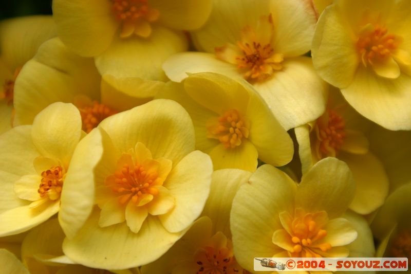 Wellington - Botanic Gardens
Mots-clés: New Zealand North Island fleur