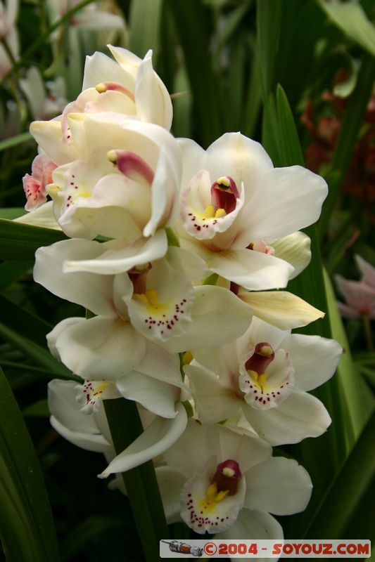 Wellington - Botanic Gardens
