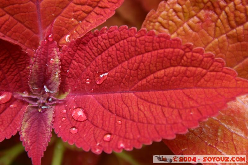 Wellington - Botanic Gardens
Mots-clés: New Zealand North Island fleur