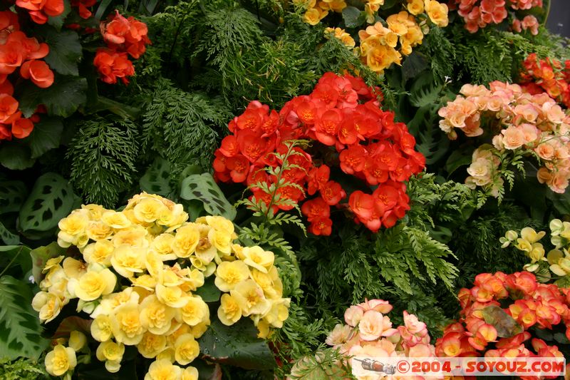 Wellington - Botanic Gardens
Mots-clés: New Zealand North Island fleur