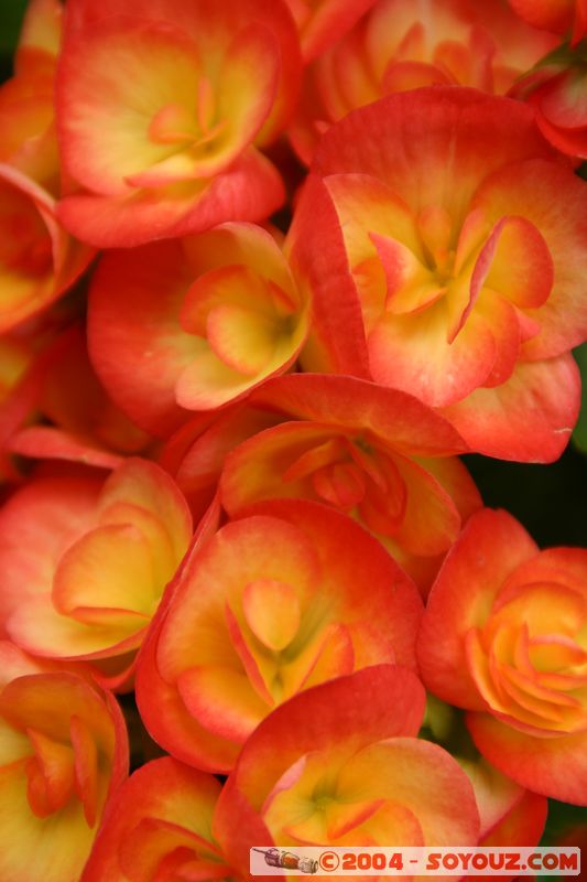 Wellington - Botanic Gardens
Mots-clés: New Zealand North Island fleur