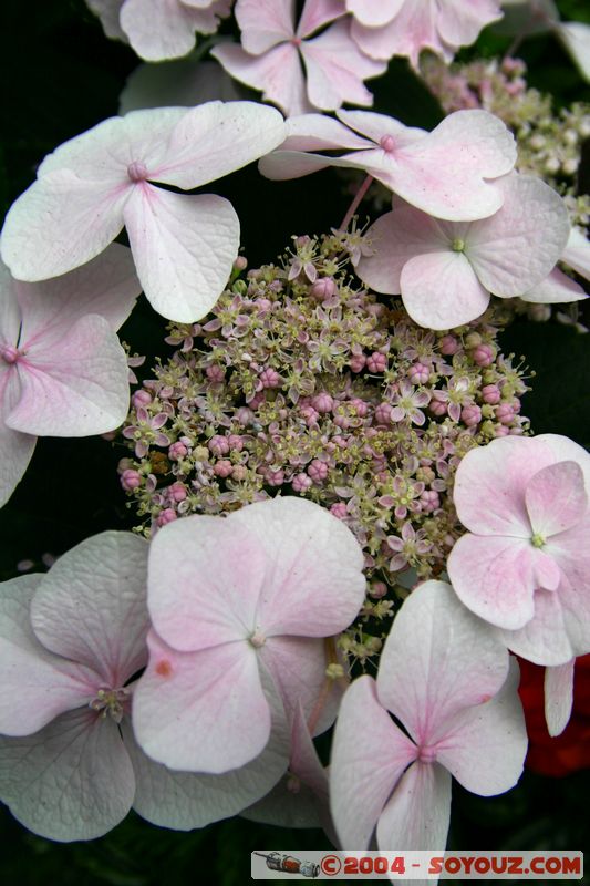 Wellington - Botanic Gardens
