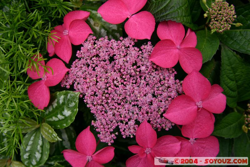 Wellington - Botanic Gardens
Mots-clés: New Zealand North Island fleur