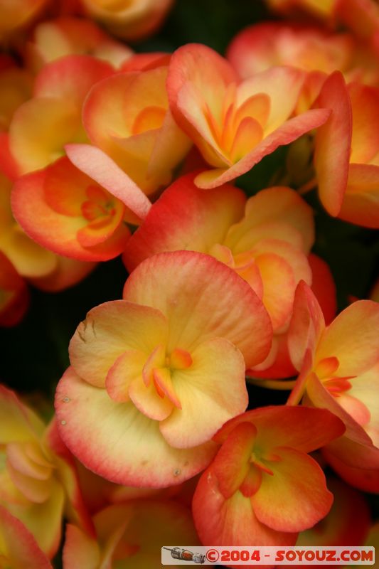 Wellington - Botanic Gardens
