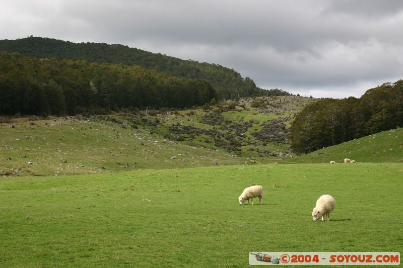 Abel Tasman National Park - Pikikiruna Range - Sheeps
Mots-clés: New Zealand South Island animals Mouton