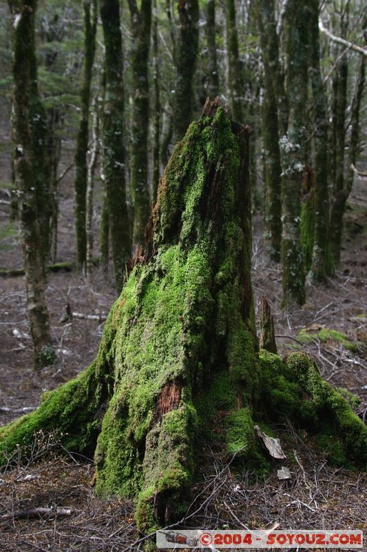 Abel Tasman National Park - Pikikiruna Range
Mots-clés: New Zealand South Island Arbres