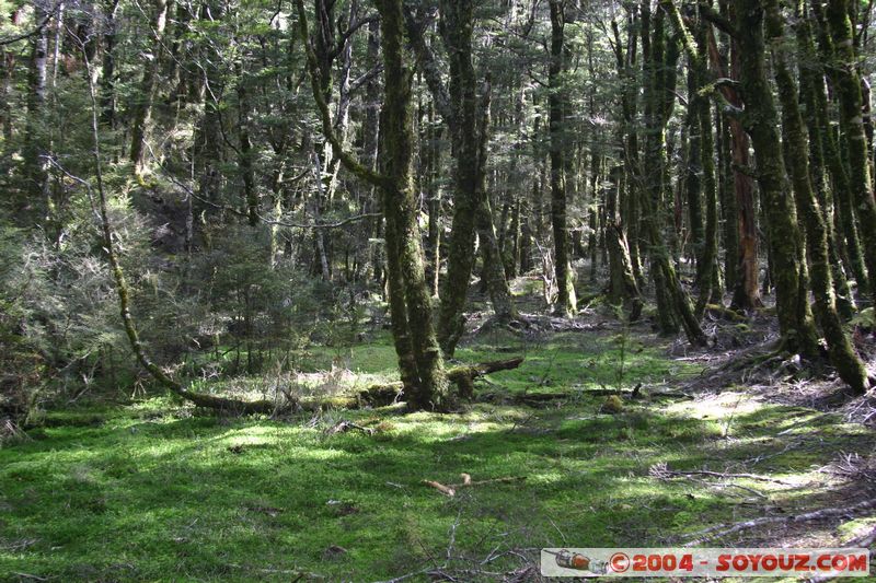 Abel Tasman National Park - Pikikiruna Range
Mots-clés: New Zealand South Island Arbres