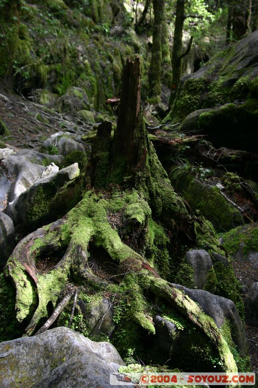 Abel Tasman National Park - Pikikiruna Range
Mots-clés: New Zealand South Island Arbres