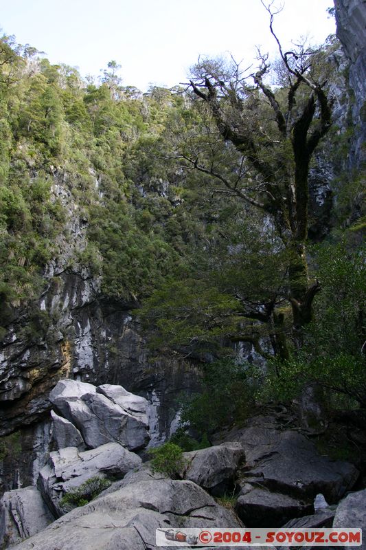 Abel Tasman National Park - Harwood Hole
Mots-clés: New Zealand South Island Arbres