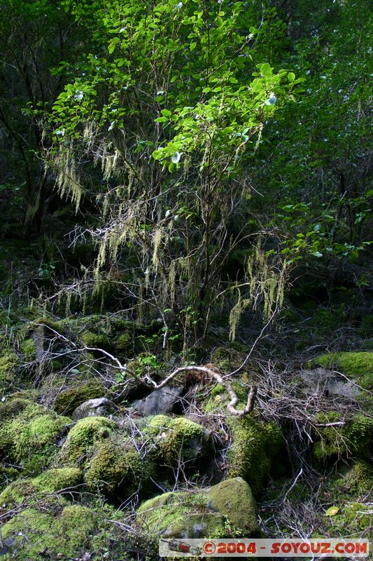 Abel Tasman National Park - Harwood Hole
Mots-clés: New Zealand South Island Arbres
