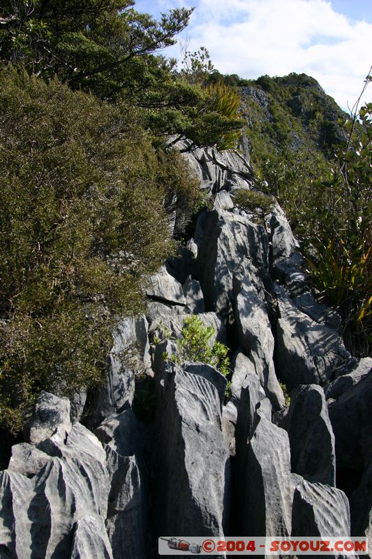 Abel Tasman National Park - Harwood Hole
Mots-clés: New Zealand South Island Arbres
