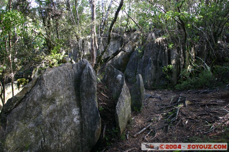 Abel Tasman National Park - Harwood Hole
Mots-clés: New Zealand South Island Arbres