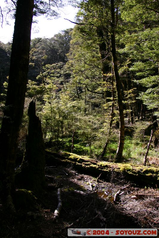 Abel Tasman National Park - Pikikiruna Range
Mots-clés: New Zealand South Island Arbres