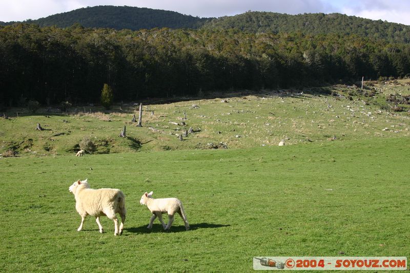 Abel Tasman National Park - Pikikiruna Range - Sheeps
Mots-clés: New Zealand South Island animals Mouton